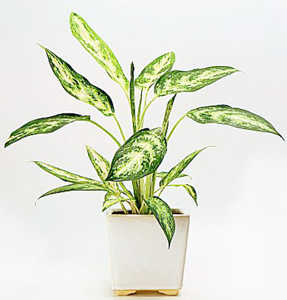 Chinese evergreen